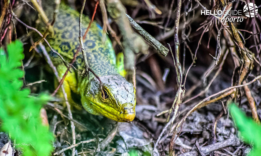 Parque da Cidade - Porto