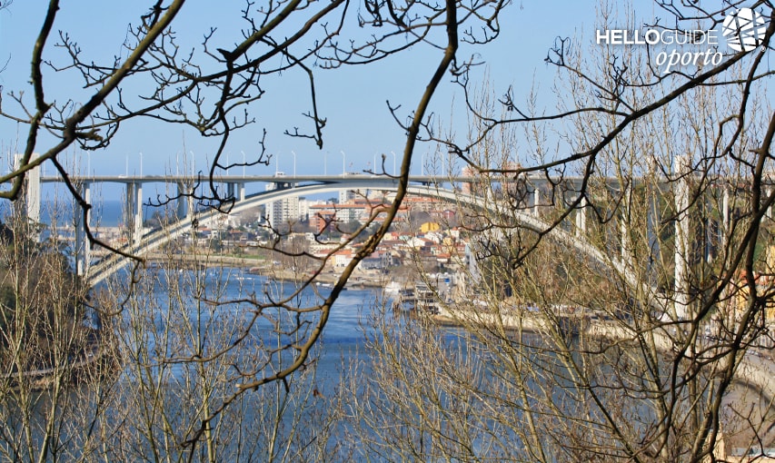 Um olhar entre os ramos