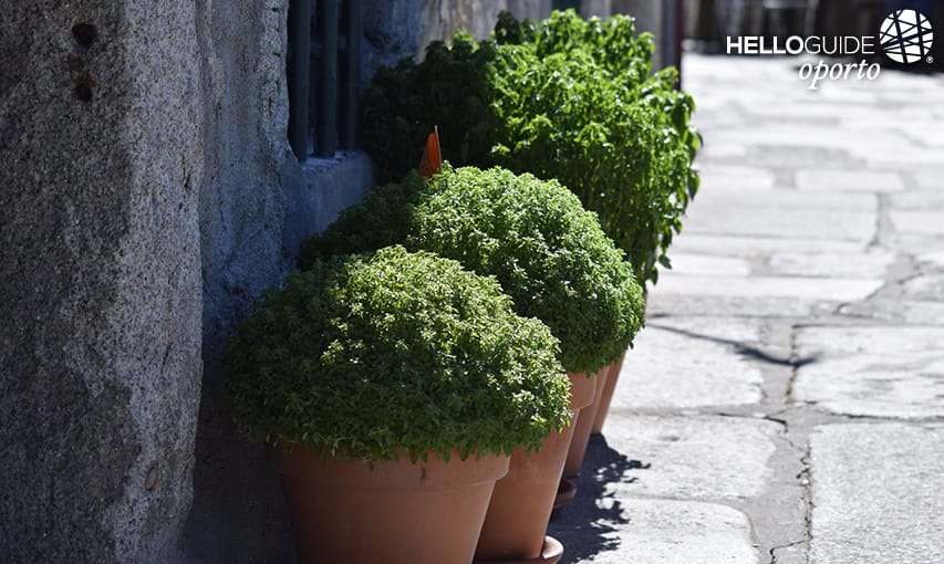 Bom São João a todos