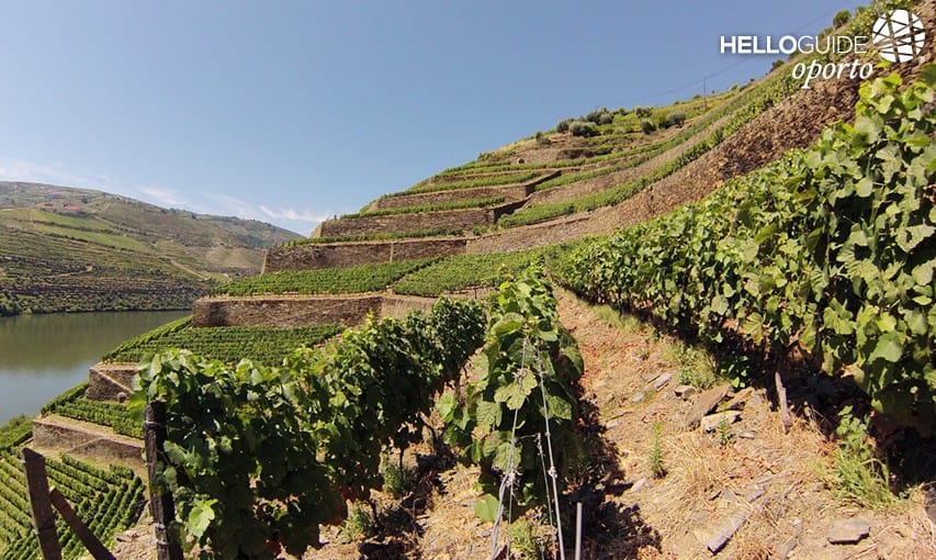 As vinhas do Douro