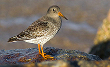 Observación de Aves