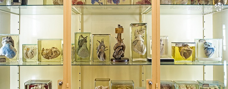 museum of anatomy oporto helloguide 02
