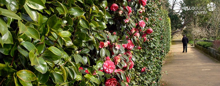 jardim botanico oporto helloguide 01