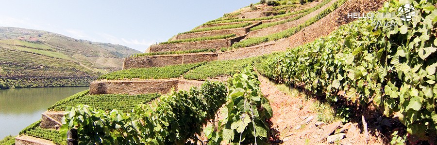 port wine oporto helloguide 05
